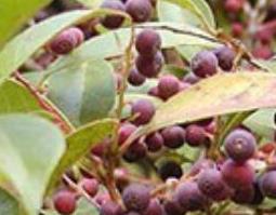 枪子果的功效与作用 枪子果的功能