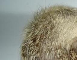 白麝香的功效与作用（白毛麝香功效与作用）