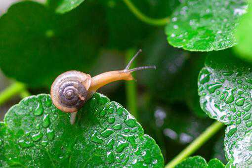 雨后出现的大蜗牛有毒吗 雨后出现的大蜗牛有毒吗图片