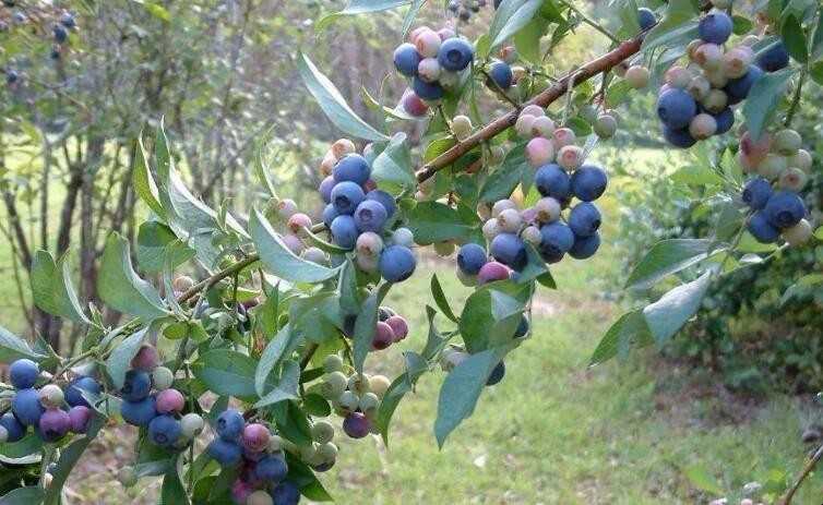 盆栽蓝莓怎样种植（盆栽蓝莓如何种植）