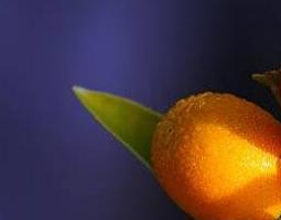 金橘根的功效与作用 金橘根的功效与作用禁忌