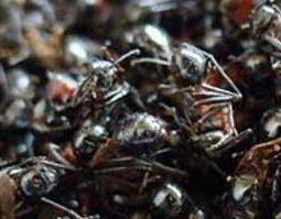 黑蚂蚁的功效与作用 黑蚂蚁泡酒的功效与作用