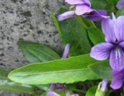 紫花地丁的功效与作用及药用价值 紫花地丁的功效与作用及药用价值