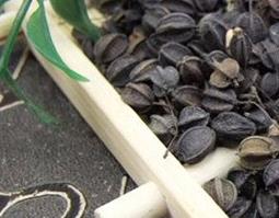 刺五加籽怎么泡水喝 刺五加籽怎么泡水喝刺五加籽泡水喝的功效