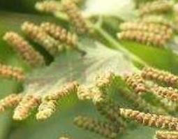 海金沙草的功效与作用 海金沙草的功效与作用的功能与主治