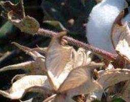 中药棉壳的作用是什么 棉花壳是什么中药