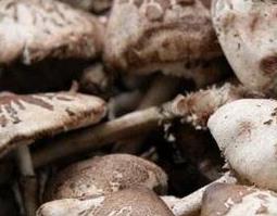 中药桦树菇的功效和作用