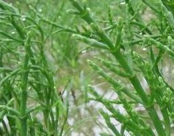 什么是海蓬子（海蓬子的食用方法）