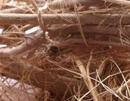 棕树根的功效与作用 棕树根的功效与作用及食用方法