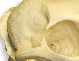 猫头骨的功效与作用 猫头骨有什么作用