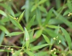 粟米草的功效与作用（粟米功效有什么）