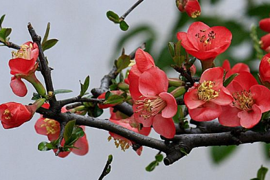 海棠花的种植方法 海棠种植时需要注意什么吗