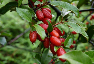 羊奶果高产种植技术讲解 什么条件可以种植羊奶果