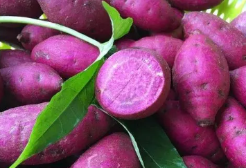 紫薯种植想要产量高怎么做，紫薯如何养殖