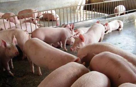 如何提高养猪经济效益 如何提高养猪经济效益的方法