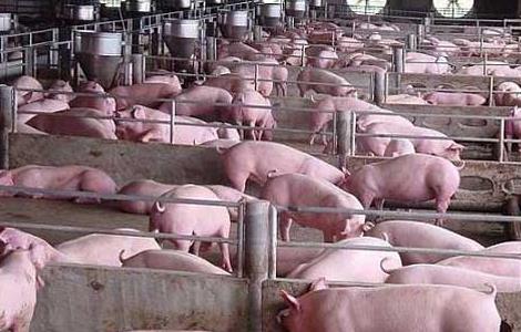 养猪前景