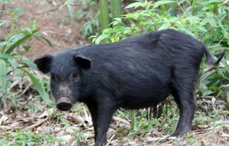 猪的寿命是多少年