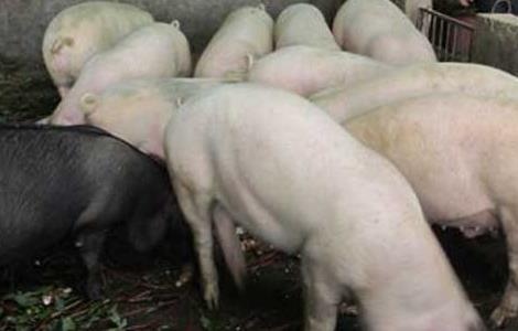 猪高热病的治疗