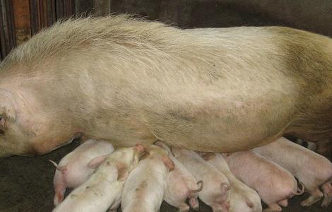 产后母猪乳汁分泌不够怎么办 母猪泌乳不足怎么办