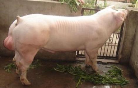 长白猪2