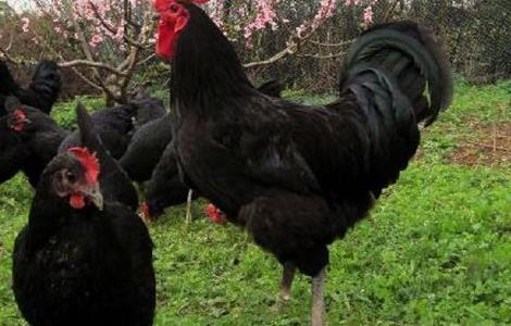 林下养鸡什么品种好