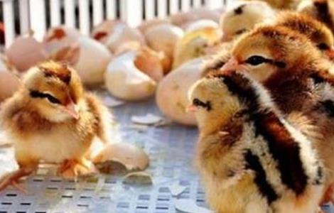 雏鸡采食量低的原因及解决方法（雏鸡采食量低的原因及解决方法图片）