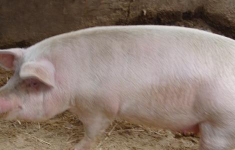 猪 方法 胀气