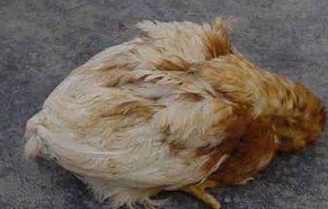 如何预防鸡瘟 如何预防鸡瘟禽流感等疾病