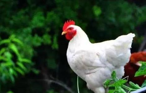 白羽肉鸡的养殖方法（白羽肉种鸡的养殖与管理）