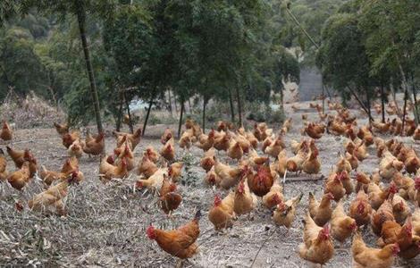 土鸡 养殖 技术要点