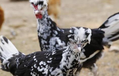 贵妃鸡 饲养管理 技术