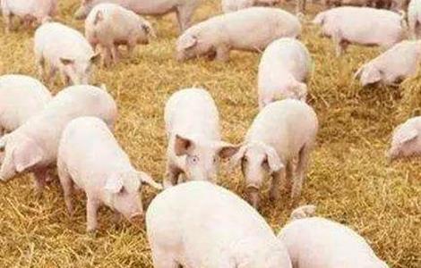 春季如何提高猪群的抵抗力 春季如何提高猪群的抵抗力和免疫力