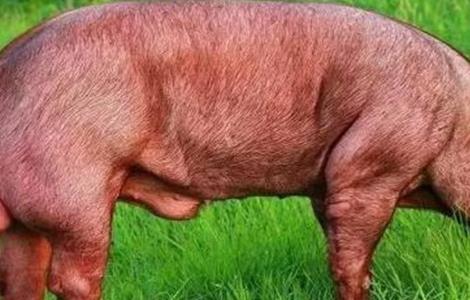 夏季如何保证种猪的配种成功率（有效提高种猪配种成功率的方法）