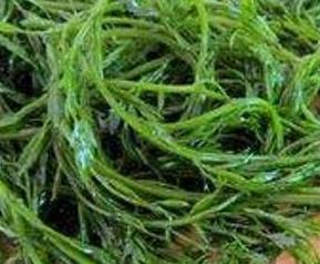 螺旋藻怎么吃 螺旋藻怎么吃减肥瘦身