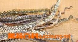 干蛇皮的功效与作用 干蛇皮的功效与作用及使用方法