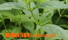 玄参的功效与作用及食用方法（玄参的功效与作用吃法大全）