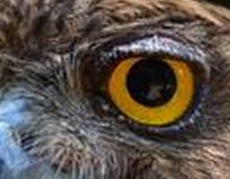 鹰眼睛的功效与作用 鹰眼睛的功效与作用图片