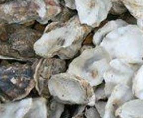 海蛎壳的药用价值与功效作用 海蛎壳的功效和作用