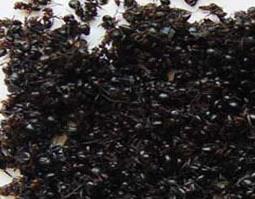 黑蚂蚁的功效与作用 黑蚂蚁的功效与作用及禁忌的功效与作用