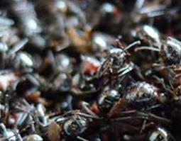 黑蚂蚁的营养价值与功效 黑蚂蚁的营养价值与功效与作用