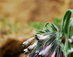 中药紫草性味归经（紫草性味归经功效作用）