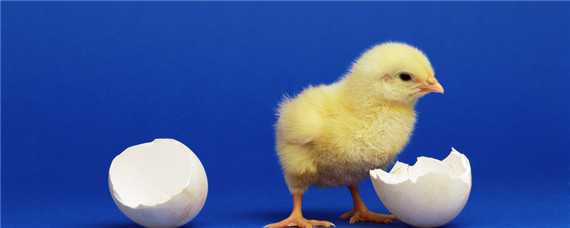 雏鸡的饲养 雏鸡的饲养管理技术