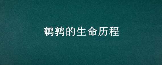 鹌鹑的生命历程（鹌鹑的一生）