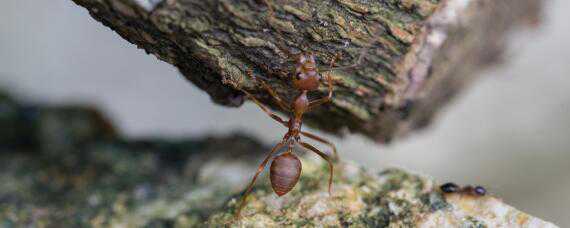 红火蚁用什么药可以杀死 红火蚁用什么药可以杀死呢