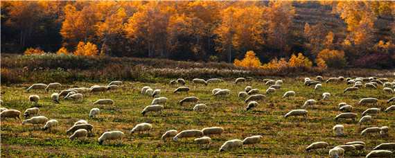 什么羊产羔最多 绵羊产羔率高的有哪几种