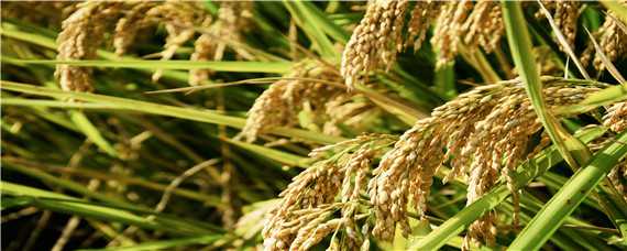 水稻一亩地能产多少斤 水稻一亩地能产多少斤多少钱
