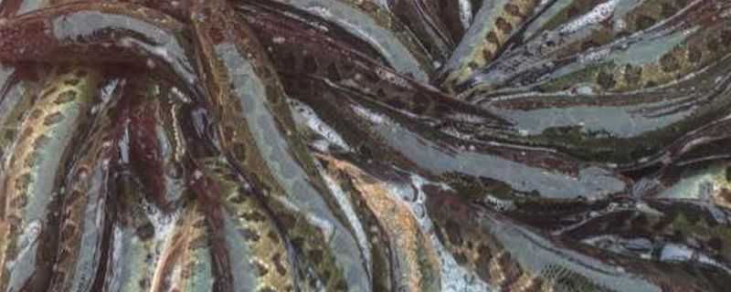 黑鱼养殖技术 高密度黑鱼养殖技术