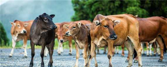 牛的养殖技术与管理 牛的养殖技术与管理书