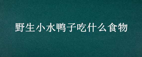 野生小水鸭子吃什么食物