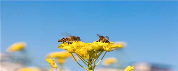 排蜂和蜜蜂的区别（排蜂和蜜蜂的区别图片）